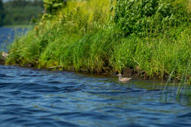 Martı bebek yeşil çimlerle kıyıya yakın mavi sularda yüzer.