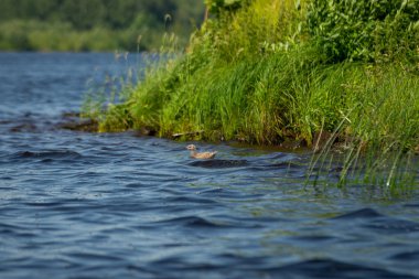 Martı bebek yeşil çimlerle kıyıya yakın mavi sularda yüzer.