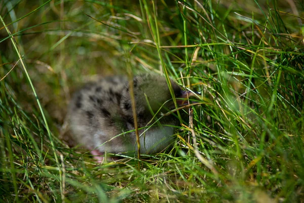 Baby Racek Kuřátko Skrývající Mezi Zelenou Trávou — Stock fotografie