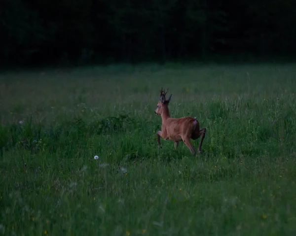 Spring Nature Roe Deer Capreolus Capreolus Beautiful Blooming Meadow Many — Stock Photo, Image