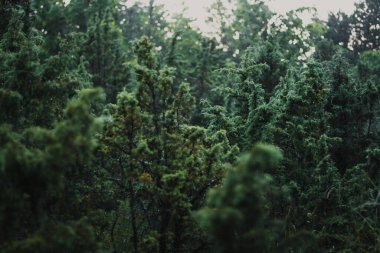 Yeşil ağaç çalılarıyla güzel bir yaz manzarası. Yağmurdan sonra yağmur damlaları.