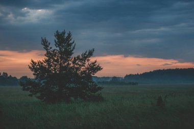 Kırmızı gün batımında yeşil bir çayırda yalnız bir ağaç..