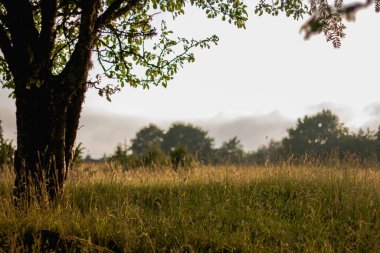 Güneş batarken altın güneş ışığıyla aydınlatılan kamışlı güzel çayır..