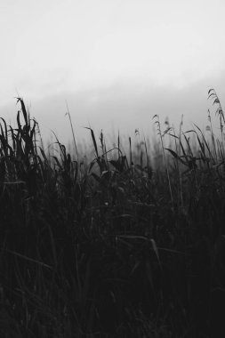 Yaz sabahının erken saatlerinde bir çayırda yeşil çimen saplarının yakın çekimi..