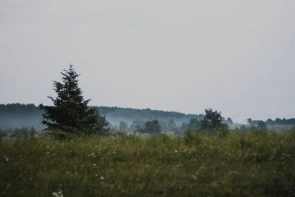 Beau Paysage Estival Avec Champ Herbe Verte Recouvert Brouillard Forêt — Photo