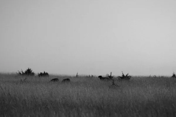 Monocromo Siluetas Ovejas Pastando Prado — Foto de Stock