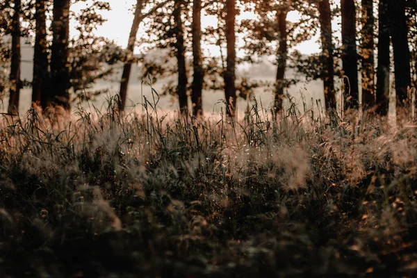 Beau Paysage Avec Une Prairie Avec Des Gouttes Rosée Lever — Photo