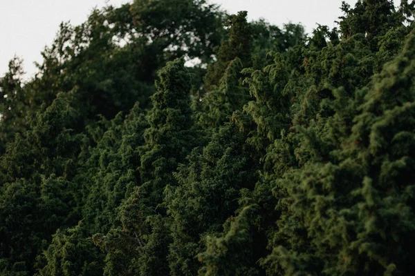 Floresta Verde Exuberante Com Folhagem Conífera Textura Arbustiva Natureza Verão — Fotografia de Stock