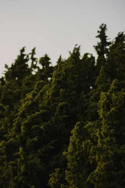 침엽수림이 우거진 여름철의 환경에서 수있는 — 스톡 사진