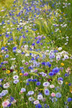 Yazın çayırlarda yetişen mavi çiçek ve çayır çiçekleri.
