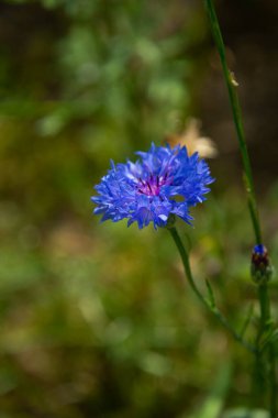 Güzel kır çiçekleri... Yaklaş...