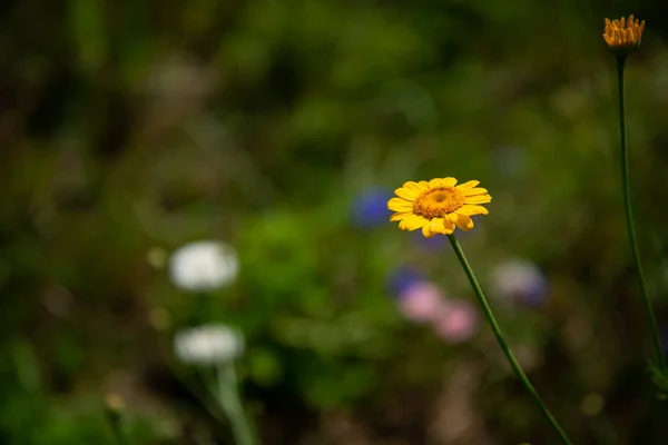 Linda Flor Verão Amarelo Com Fundo Borrado Verde — Fotografia de Stock