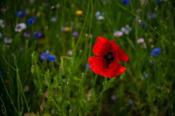 Punaiset Kukat Suuri Tulipunainen Unikko — kuvapankkivalokuva