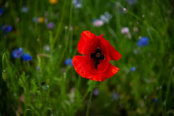 Red Flowers Great Scarlet Poppy — Stock Photo, Image