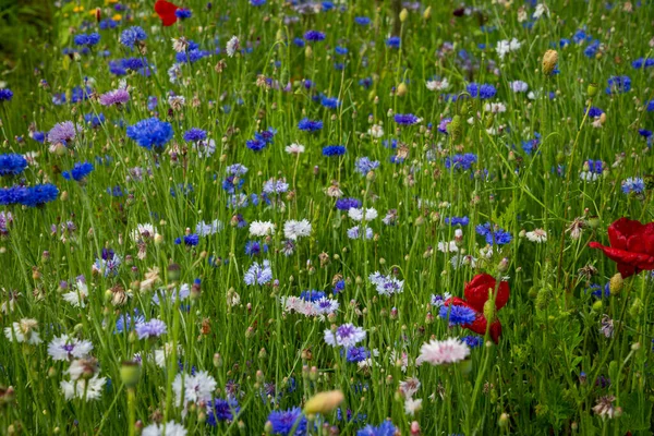 Beautiful landscape with summer flowers in the meadow. Blue cornflowers, white flowers and red poppies.