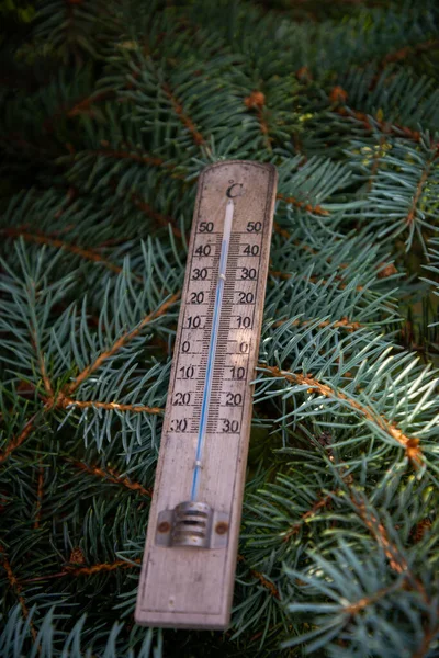 Термометр Показує Високі Температури Цельсії Досить Зеленими Кольорами Хвойного Дерева — стокове фото