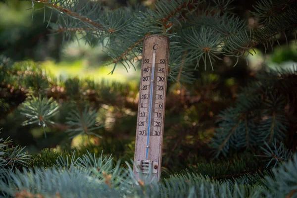 Θερμόμετρο Δείχνει Υψηλές Θερμοκρασίες Celsius Αρκετά Πράσινα Χρώματα Κωνοφόρων Δένδρων — Φωτογραφία Αρχείου