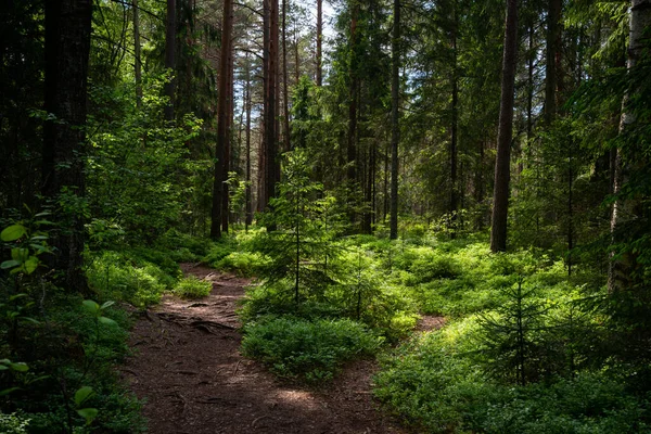 Tajemnicza Ścieżka Pełna Korzeni Środku Drewnianego Lasu Iglastego Otoczona Zielonymi — Zdjęcie stockowe