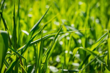 Yaz otları ve yabani ot dokusu. soyut yeşil yeşillik bulanık arkaplan ve sığ alan derinliği