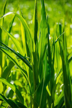 Yaz otları ve yabani ot dokusu. soyut yeşil yeşillik bulanık arkaplan ve sığ alan derinliği