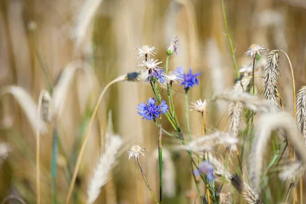 Blauwe Korenbloemen Tuin Een Roggeveld Zomer Achtergrond — Stockfoto