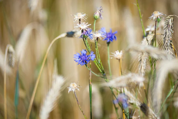 Blauwe Korenbloemen Tuin Een Roggeveld Zomer Achtergrond — Stockfoto