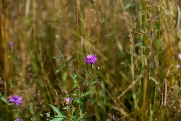 Rode Klaver Bloemen Veld — Stockfoto