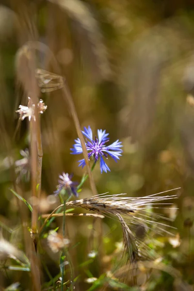 Hermosas Flores Silvestres Acianos Paisaje Verano — Foto de Stock