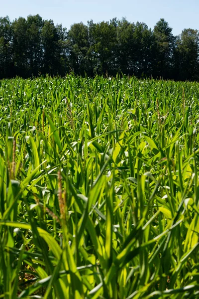 绿色的玉米地和蓝色的天空 农业景观 — 图库照片