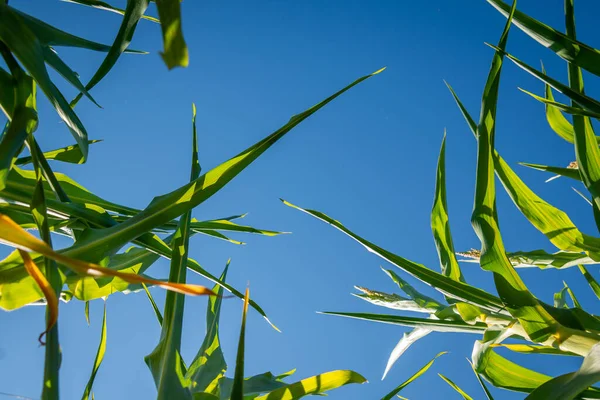 Вид Зверху Зеленого Кукурудзяного Листя Під Блакитним Небом Яскравим Сонцем — стокове фото