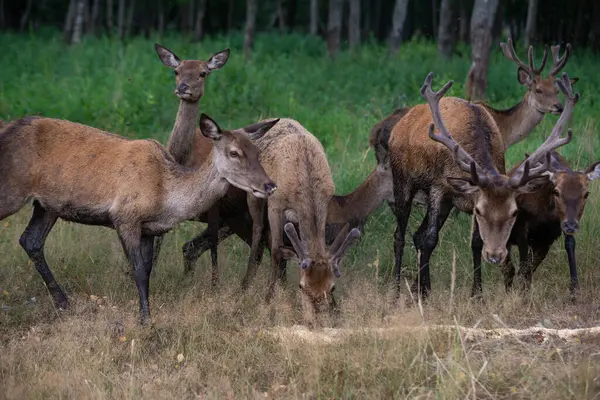 私が写真を撮っている間に鹿の群れが私を食べて見上げました — ストック写真