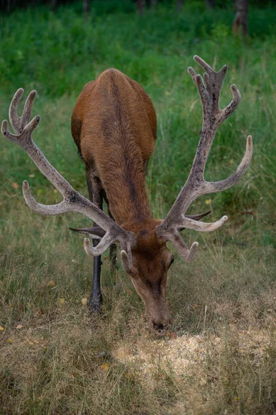 Cerf Aux Cornes Gracieuses Mange Farine Étalée Sur Sol — Photo