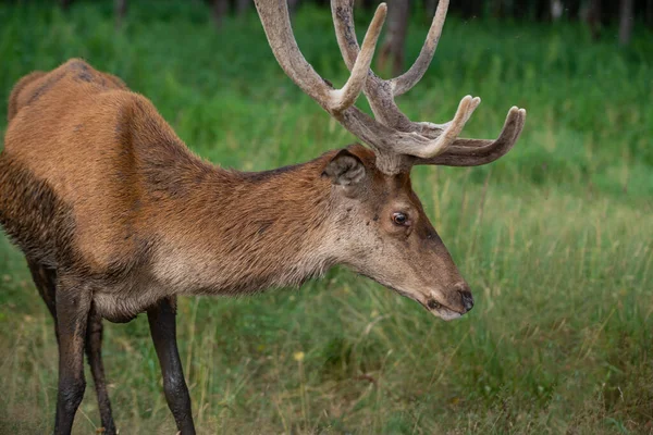 Cerf Rouge Majestueux Cerf Dans Forêt Animal Dans Habitat Naturel — Photo