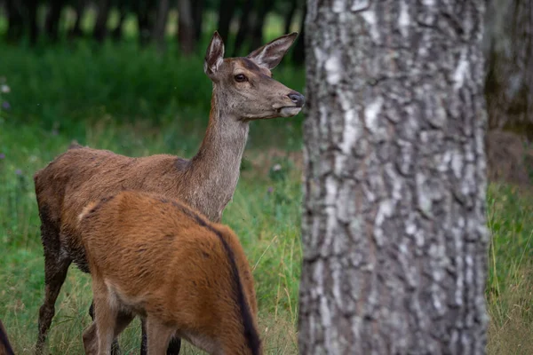 夏に草を舐める成長した枝角のある鹿 カプレオラスのカプレオラス バック 太陽の下で牧草地に立つ若い雄の哺乳類 緑のフィールドを見てRoebuck — ストック写真