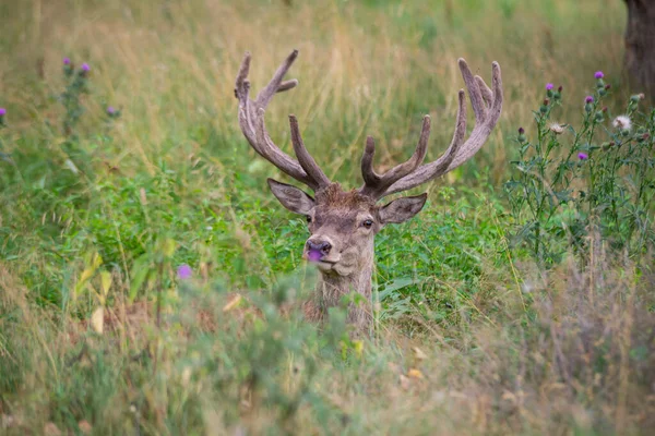 Majestätischer Hirsch Mit Hörnern Liegt Grünen Gras Wald Und Blickt — Stockfoto