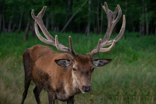 Nahaufnahme Eines Schönen Jungen Männlichen Rothirsches Cervus Elaphus Frontansicht — Stockfoto