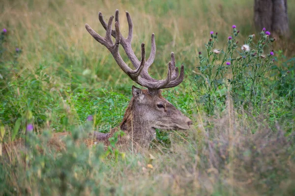 雄大な鹿で角は緑の草の中で眠ります — ストック写真