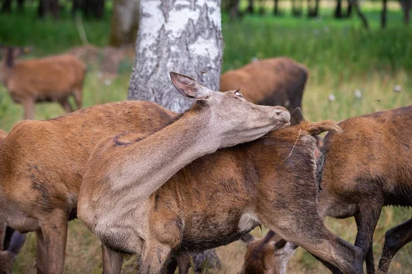 Cervos Jovens Pasto Dobrado Suas Costas Afasta Dundurs Olho Engraçado — Fotografia de Stock