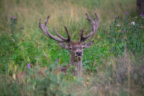 Majestueux Cerf Avec Des Cornes Trouve Dans Une Herbe Verte — Photo