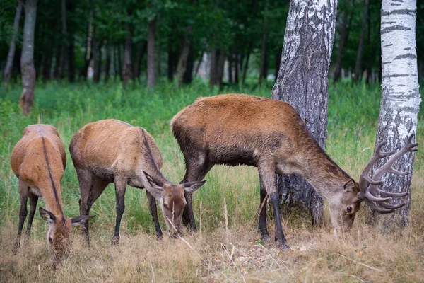 Rotwild Mit Jungen Hirschen Frisst Einem Sonnigen Sommertag Gras Wald — Stockfoto