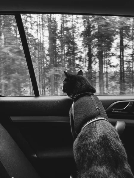 Chat Noir Avec Col Blanc Regarde Par Fenêtre Une Voiture — Photo
