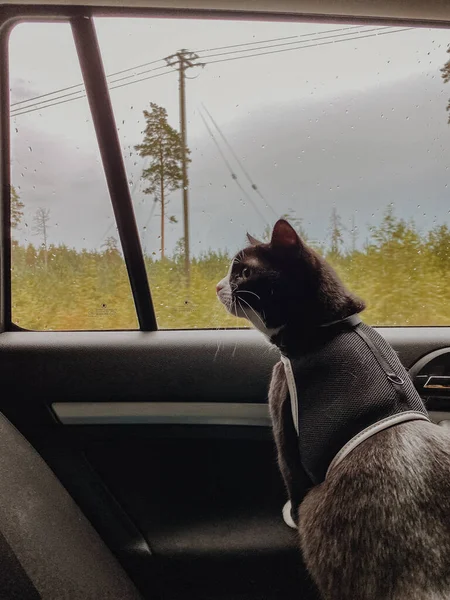 Black Cat White Collar Looks Out Window Car Cabin — Stock Photo, Image