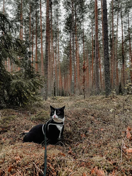 Vezměte Černou Kočku Bílým Límečkem Borovém Lese Zeleném Borůvkovém Poli — Stock fotografie