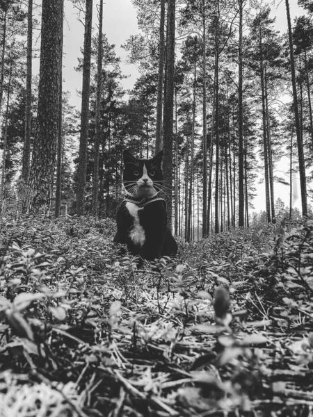 Černá Kočka Bílým Límečkem Borovém Lese Zeleném Borůvkovém Poli — Stock fotografie