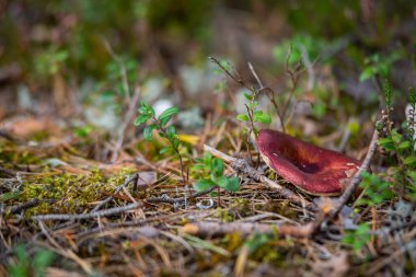 Sonbahar Ormanı yapraklı kırmızı başlıklı mantar zeminden mevsimsel konsept görüntüsü