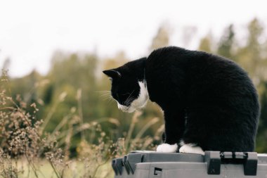 Beyaz boyunlu ve pençeli kara kedi güneşli bir sonbahar gününde kırsal bir çiftlikte siyah plastik bir gübre kutusunun üzerinde oturur..