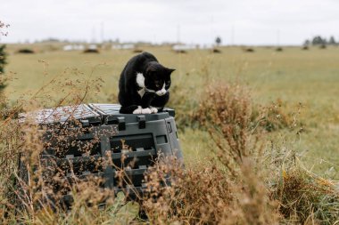 Beyaz boyunlu ve pençeli kara kedi güneşli bir sonbahar gününde kırsal bir çiftlikte siyah plastik bir gübre kutusunun üzerinde oturur..