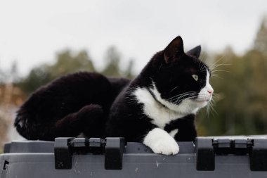 Beyaz boyunlu, burunlu ve pençeli kara kedi güneşli bir sonbahar gününde kırsal bir çiftlikte siyah plastik bir pusula kutusunun üzerinde yatıyor..