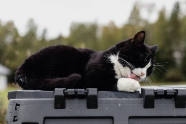 Beyaz boyunlu, burunlu ve pençeli kara kedi güneşli bir sonbahar gününde kırsal bir çiftlikte siyah plastik bir gübre kutusunun üzerinde yatar ve patilerini yalar..