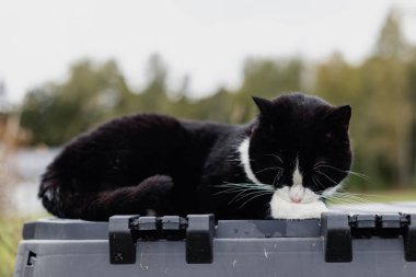 Beyaz boyunlu, burunlu ve pençeli kara kedi güneşli bir sonbahar gününde kırsal bir çiftlikte siyah plastik bir gübre kutusunun üzerinde yatar ve patilerini yalar..